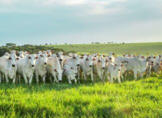 Arroba embica para cima em praças pecuárias exportadoras