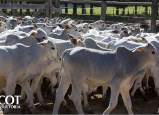 BEZERRO ULTRAPASSA A MARCA DOS 3 MIL E RENOVA RECORDES