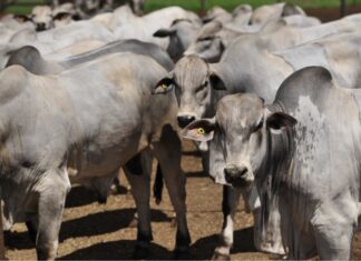 BOI GORDO, FINAL DE SAFRA