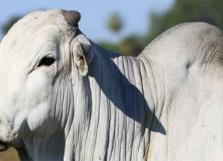 BOI GORDO TEM QUEDA MODERADA MESMO FORTE PRESSÃO DAS INDÚSTRIAS FRIGORÍFICAS