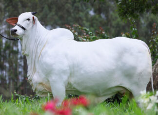 A vaca nelore mais valorizada do mundo vale mais de 24 milhões