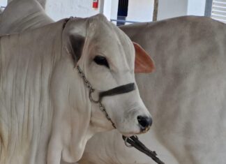 Abertura de mercado para carne bovina do Brasil para a Guatemala