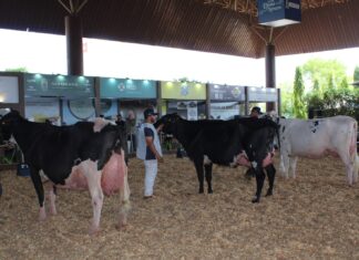 Raça Girolando é destaque na Expogenética MS 2025 com julgamento e leilão de alto padrão genético