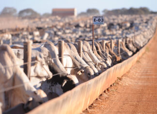 Com o mercado mais firme, como o produtor pode se preparar para a fase de alta do ciclo pecuário