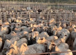 Circuito Nelore de Qualidade: 471 animais foram avaliados em Casa de Tábua (PA)