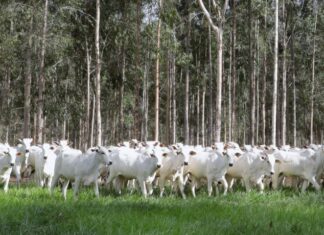 MS conduz recuperação de pastagens e se consolida como referência nacional em agropecuária sustentável