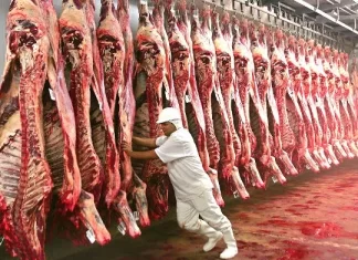 Pecuária de MS encerra 2025 com crescimento de 4,52% nos abates e marca desempenho histórico Foto: Governo Federal