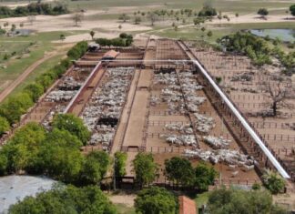 Reposição em MS: “Leilão Leiloboi Fazenda Novo Horizonte” movimenta R$ 7,2 milhões