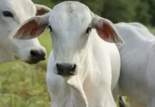 Bezerro Nelore é negociado acima de R$ 3 mil em MS, o preço do animal de reposição subiu pouco mais de 20% Foto reprodução: Redação iRancho