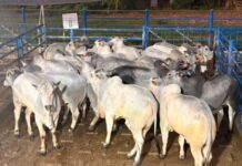 398 animais são avaliados durante etapa do Circuito Nelore de Qualidade em Anastácio (MS)