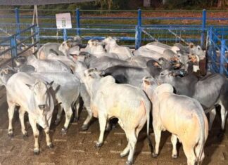 398 animais são avaliados durante etapa do Circuito Nelore de Qualidade em Anastácio (MS)